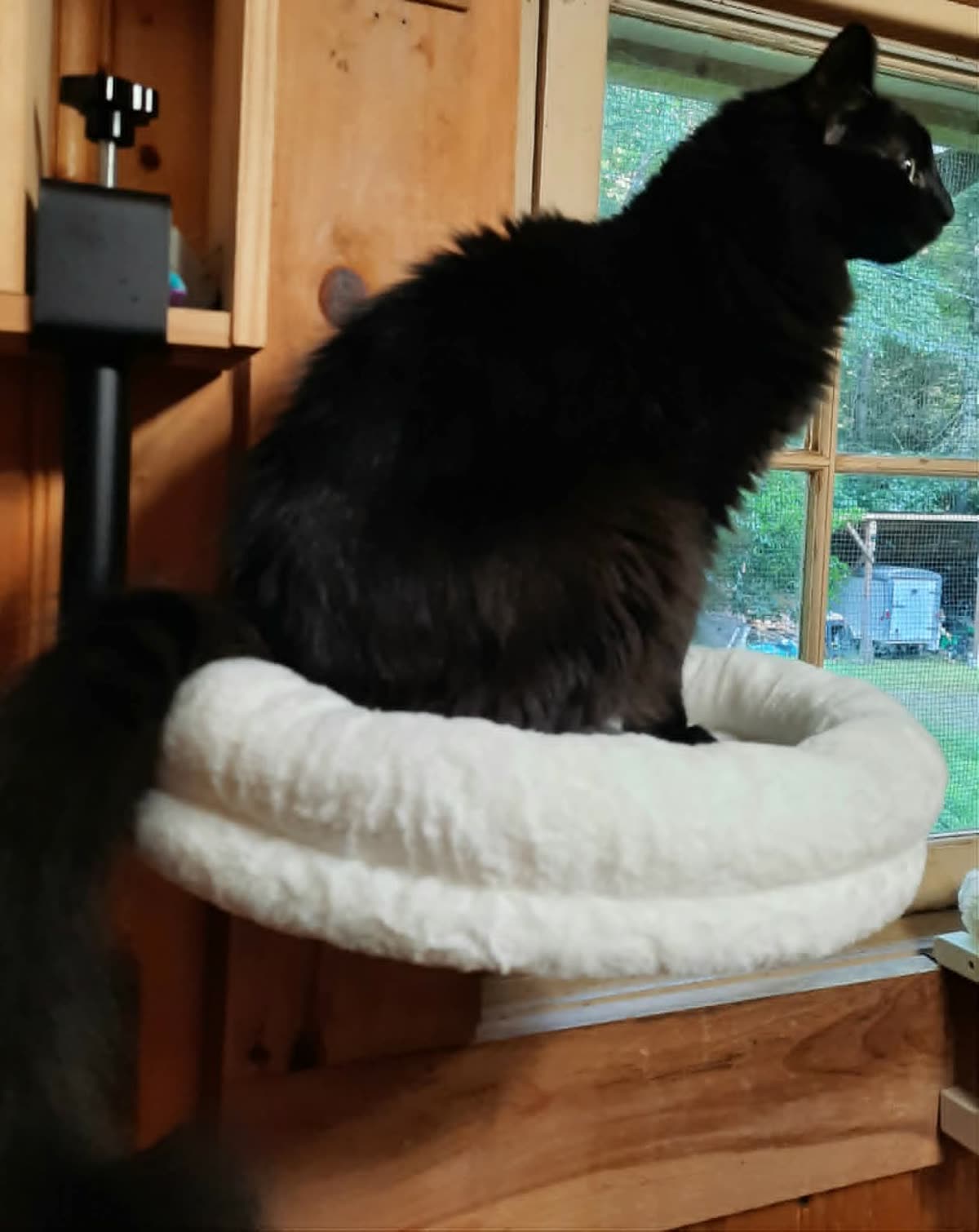 A fluffy black cat looking out of the window from the desk bed